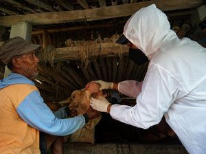 Berbaju Hazmat, Petugas Cek Kesehatan Sapi di Sleman