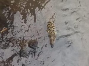 Buaya Berkeliaran di Sungai Cisadane, Warga Bogor yang Lihat Diminta Lapor Buaya Berkeliaran di Sungai Cisadane, Warga Bogor yang Lihat Diminta Lapor