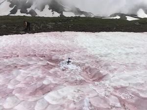 Video: Misteri Darah Salju di Alpen Video: Misteri Darah Salju di Alpen