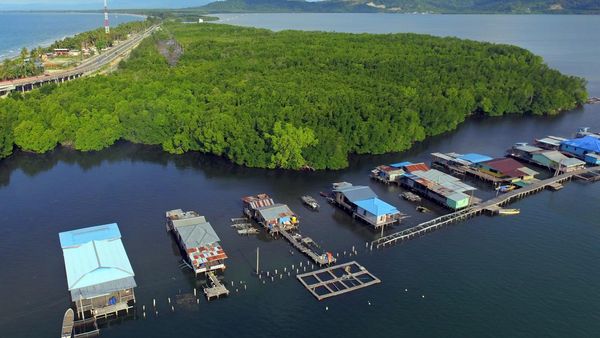 Hijaunya Hutan Perempuan di Jayapura, Lelaki Dilarang Masuk