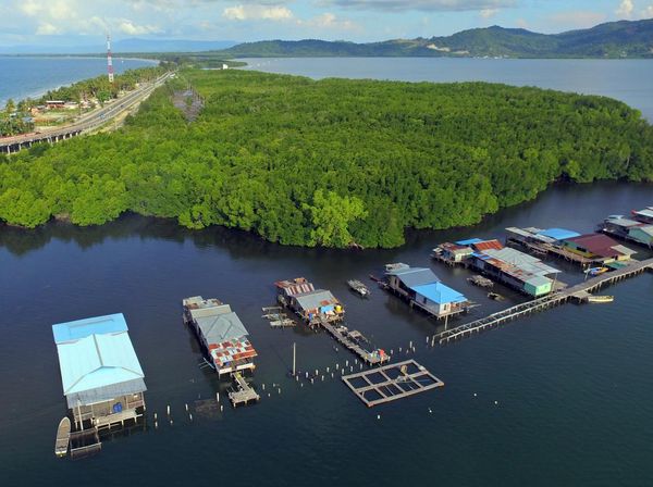 Hijaunya Hutan Perempuan di Jayapura, Lelaki Dilarang Masuk