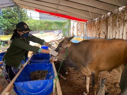 Tips Pilih Hewan di Tengah Wabah PMK Sesuai Anjuran Pemerintah