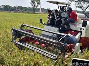 RI Mau Ekspor 100 Ribu Ton Beras ke China, Brunei dan Arab Saudi
