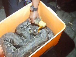 Sepasang Ular Piton 4 Meter Ditemukan di Jurang RSUD Boyolali