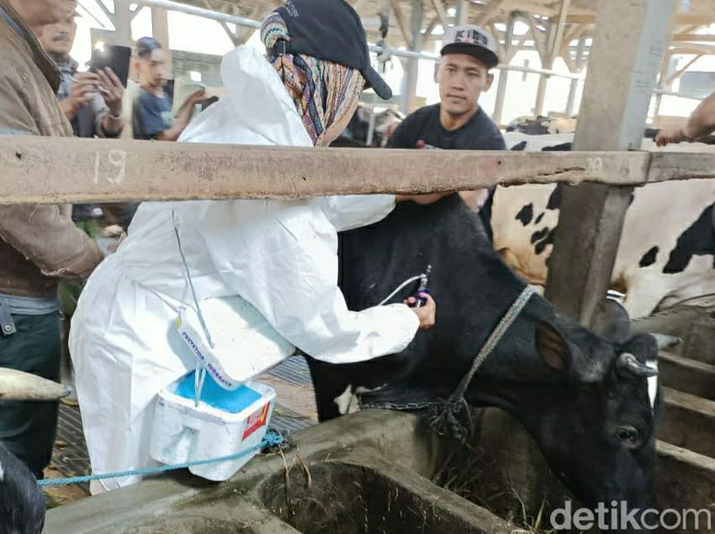 Pemotongan Hewan Kurban di RPH Kota Malang Sepi Pemotongan Hewan Kurban di RPH Kota Malang Sepi
