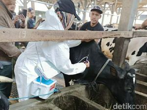 500 Sapi Perah di Ngantang Malang Disuntik Vaksin PMK 500 Sapi Perah di Ngantang Malang Disuntik Vaksin PMK
