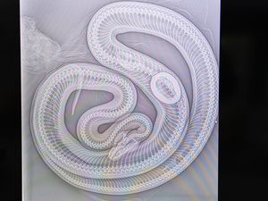 Waduh, Ular Piton di Australia Dibawa ke RS Gegara Makan Telur Keramik