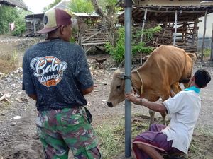 PMK di Lombok Tembus 38.790 Kasus, 157 Sapi Dipotong Paksa