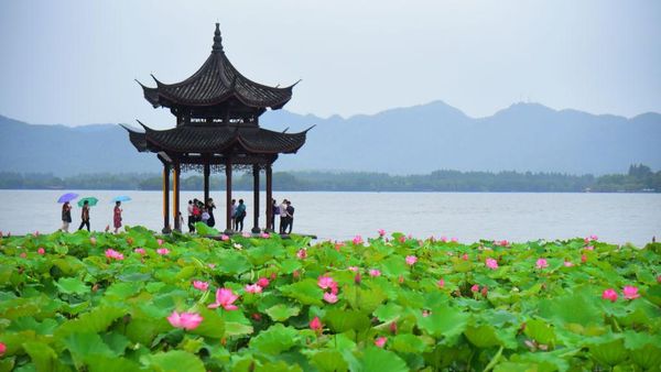Indahnya Lansekap Teratai yang Bermekaran di Paviliun Jixian