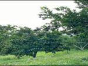 Apa Guna Penyuluhan Petani?