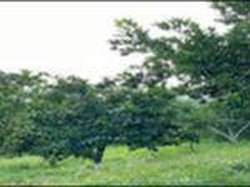 Apa Guna Penyuluhan Petani?