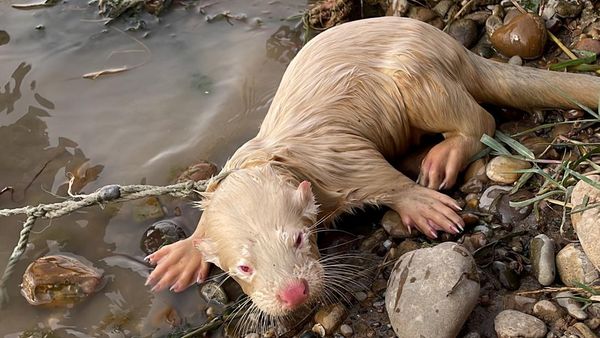 Langka, Seekor Berang-berang Albino di Irak Ditawar Rp 1 Miliar