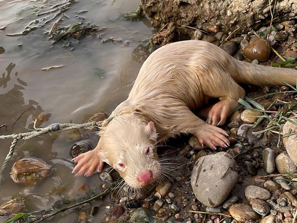 Langka, Seekor Berang-berang Albino di Irak Ditawar Rp 1 Miliar