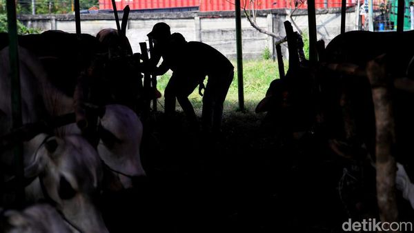 Pemeriksaan Hewan Kurban di Jakarta Cegah PMK Jelang Idul Adha