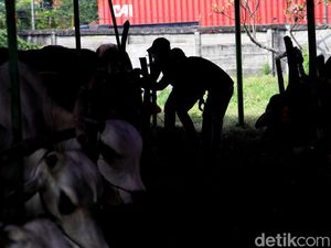 Pemeriksaan Hewan Kurban di Jakarta Cegah PMK Jelang Idul Adha