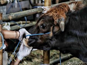 Bolehkah Niat Kurban Sekaligus Aqiqah? Ini Hukumnya