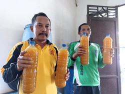 Peternak Blitar Sembuhkan Ternak yang Terjangkit PMK dengan Obat Herbal