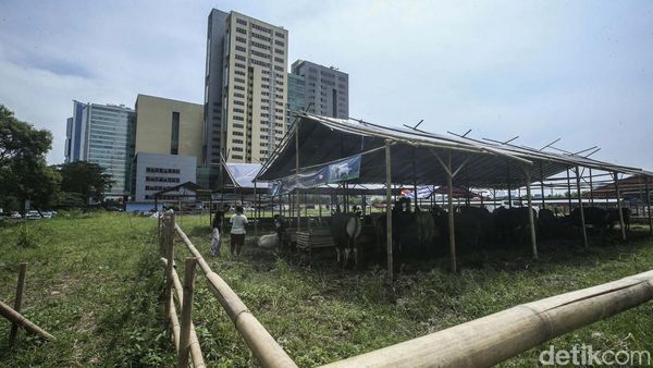 Jelang Idul Adha, Penjual Hewan Kurban Mulai Bermunculan