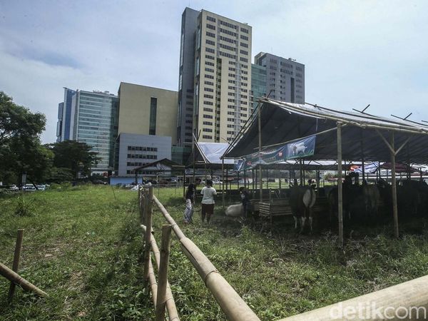 Jelang Idul Adha, Penjual Hewan Kurban Mulai Bermunculan