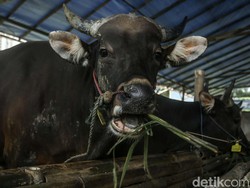 Tips Sembelih dan Pilih Hewan Kurban dari Pakar IPB