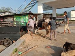 4 Sapi Ndeprok di Pasar Hewan Boyolali Diduga PMK
