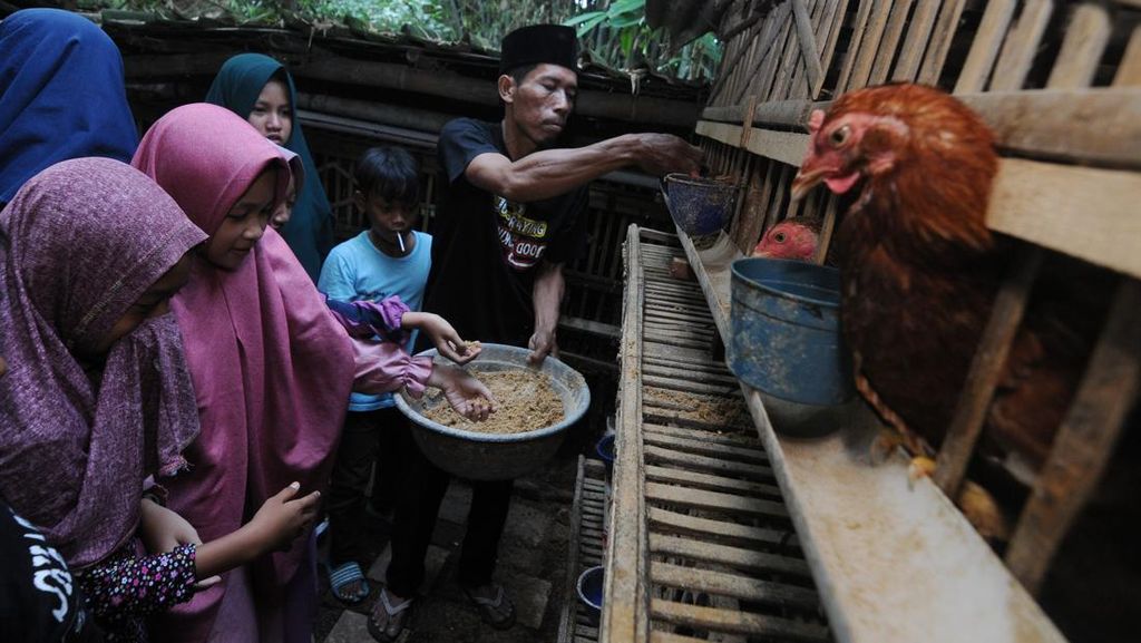 Seru, Di Sini Anak-anak Bisa Liburan Sambil Bertani-Beternak Ayam Seru, Di Sini Anak-anak Bisa Liburan Sambil Bertani-Beternak Ayam