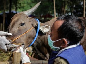 PMK Pada Hewan Ternak Tidak Menular ke Manusia, Ini Penjelasan Pihak Kementan