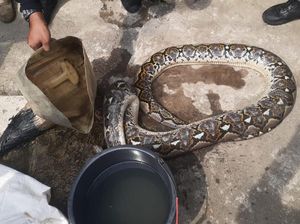 BPBD Bogor Evakuasi Ular Sanca Sepanjang 3 Meter Pemangsa Entok