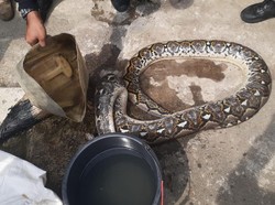 BPBD Bogor Evakuasi Ular Sanca Sepanjang 3 Meter Pemangsa Entok