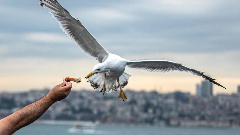 Aksi Burung Camar Menyambar Makanan di Selat Bosphorus Aksi Burung Camar Menyambar Makanan di Selat Bosphorus