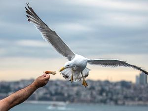 Aksi Burung Camar Menyambar Makanan di Selat Bosphorus