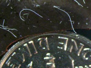 Tanaman Bakau Jadi Tempat Bersemayam Bakteri Raksasa