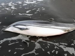 Misterius! Puluhan Penyu dan Lumba-lumba Mendadak Mati di Guatamela