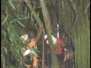 Kaki Kram-Lemas, Petani Nira di Gianyar Tersangkut di Pohon Enau