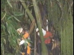 Kaki Kram-Lemas, Petani Nira di Gianyar Tersangkut di Pohon Enau