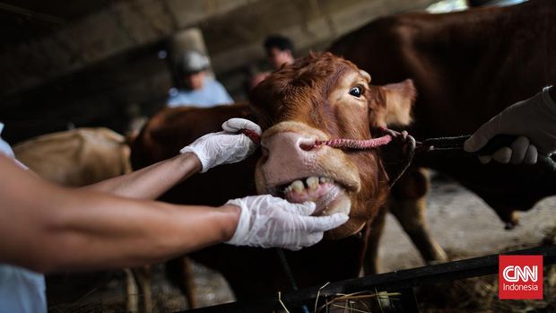 Petugas melakukan pemeriksaan hewan kurban di kawasan Papanggo,Jakarta Utara, Jumat (24/6/2022). (CNN Indonesia/ Adi Ibrahim)