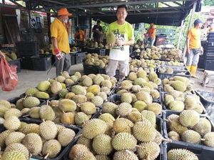 Sebanyak 2 Ton Durian Dibagikan Gratis, Syaratnya Sungguh Mulia! Sebanyak 2 Ton Durian Dibagikan Gratis, Syaratnya Sungguh Mulia!