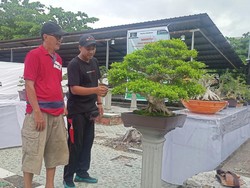 Pameran Bonsai Pertama di Karangasem Meriahkan HUT Kota Amlapura