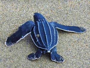 4 Jenis Penyu Ini Bisa Dijumpai di Sepanjang Pantai Banyuwangi, Intip Yuk