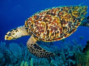 Besok Hari Kura-kura dan Penyu Sedunia Rek!