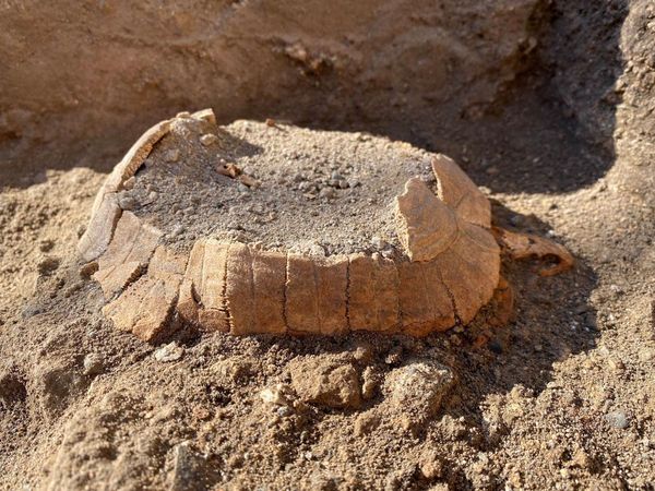 Kerangka Kura-kura Ditemukan di Situs Kota Romawi Pompeii