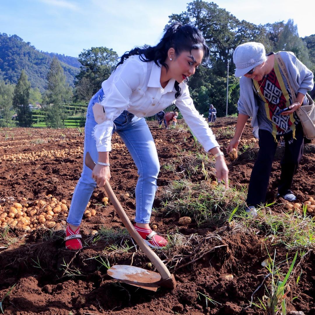 Krisdayanti panen kentang