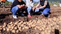10 Potret Keseruan Krisdayanti Panen Kentang di Kebun