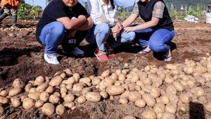 10 Potret Keseruan Krisdayanti Panen Kentang di Kebun