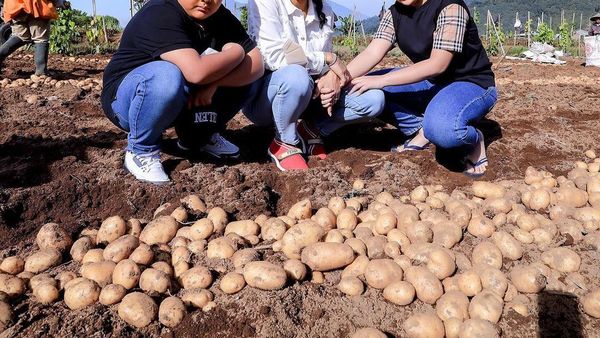 10 Potret Keseruan Krisdayanti Panen Kentang di Kebun