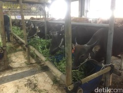 Ini Panduan Salat Hari Raya Idul Adha dan Kurban di Tengah Wabah PMK