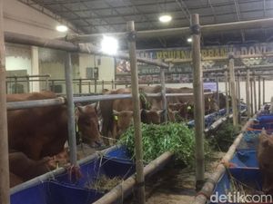 Wabah PMK Bikin Pasokan Hewan Kurban Juragan Sapi Seret