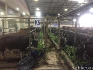 Harga Sapi Melambung! Tembus Rp 80 Juta per Ekor