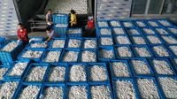Di Gudang Ini, Kepompong Penghasil Sutra Dikumpulkan