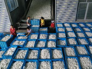 Di Gudang Ini, Kepompong Penghasil Sutra Dikumpulkan Di Gudang Ini, Kepompong Penghasil Sutra Dikumpulkan